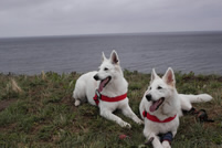 Coralie & Keona an der Ostsee